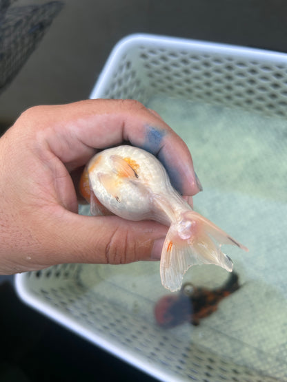 Live Premium Fancy Goldfish Thai Lionchu Red & White 3” body Female 5 Months (JC-141) BlackTub#2