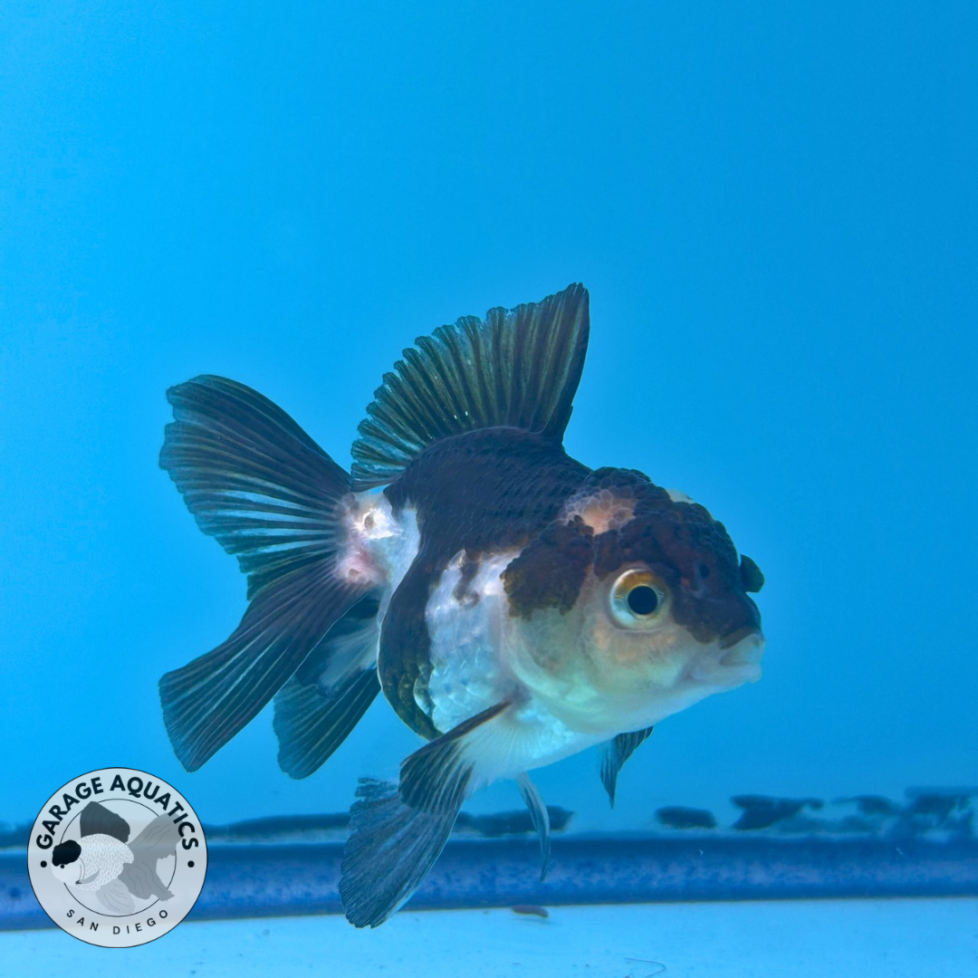 Live Premium Fancy Goldfish Thai Oranda Panda 2” body R1A01(JUS-003)