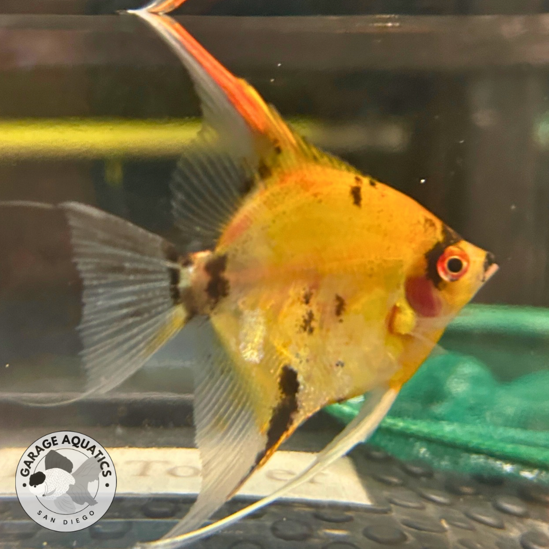 Live Fancy Fish – PREMIUM Grade A Koi Angelfish Pterophyllum Scalare – Direct From Farm