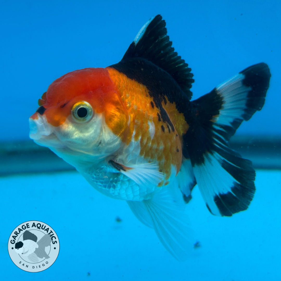 Thai Oranda Tri-Color Red Cap Orchid Tail Tail Male 3” Body 7 Months (JC-041)