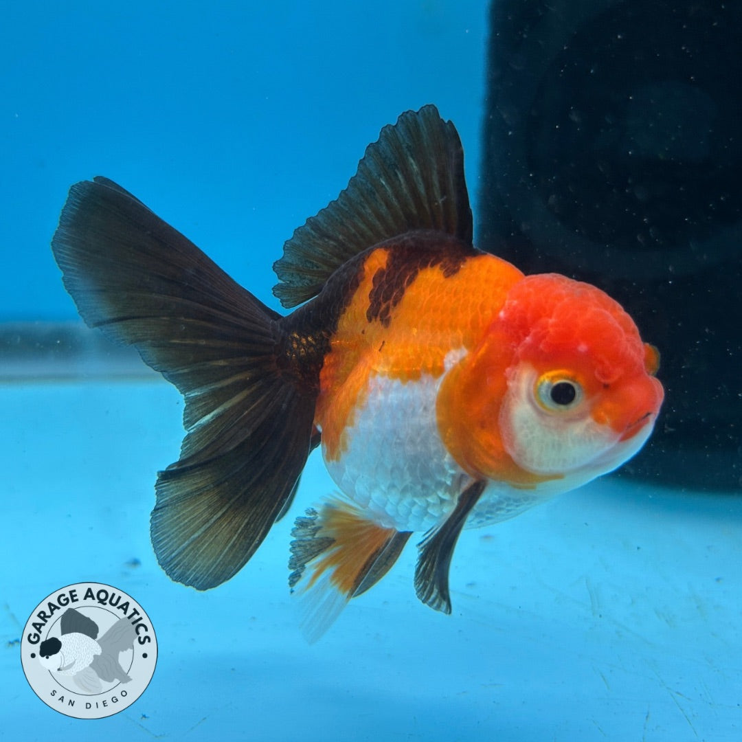 Thai Oranda Tri-Color Short Tail Male 3” Body 7 Months (JC-039)