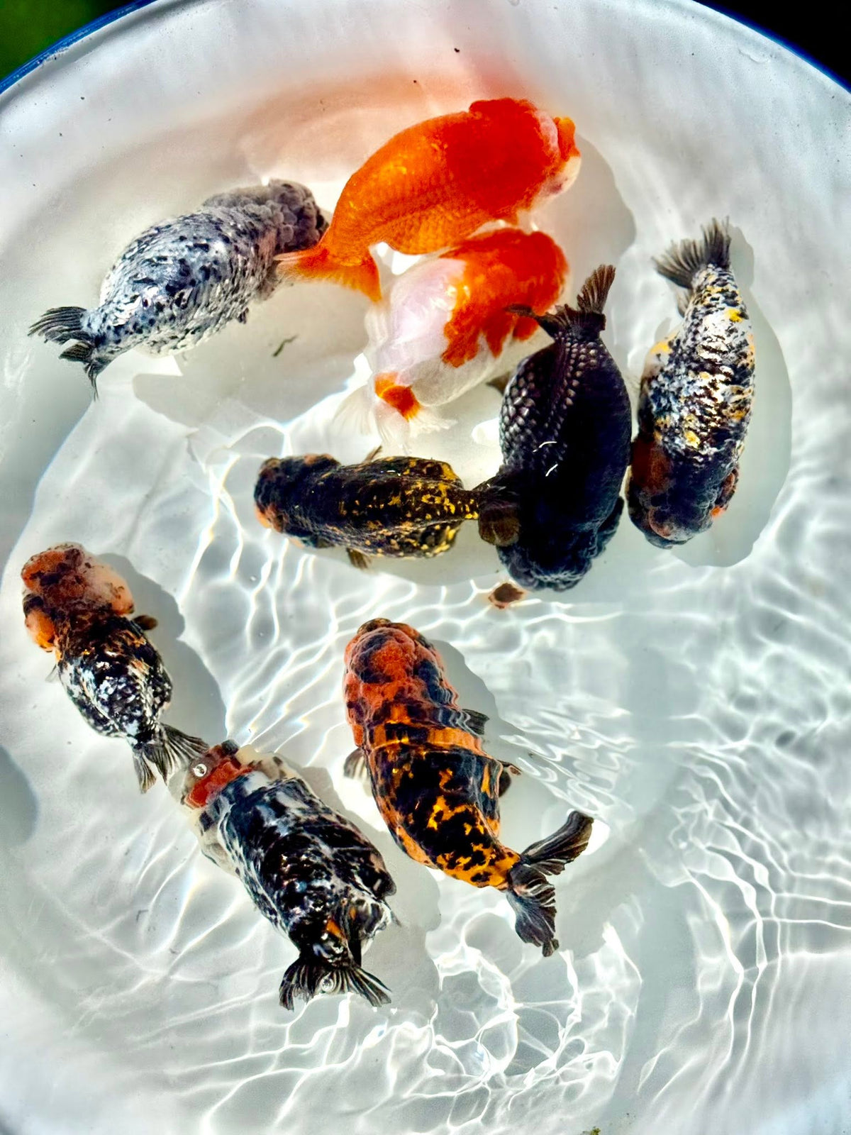 Mix Color Thai Ranchu Goldfish, 2"-3" Body (Our Choice)