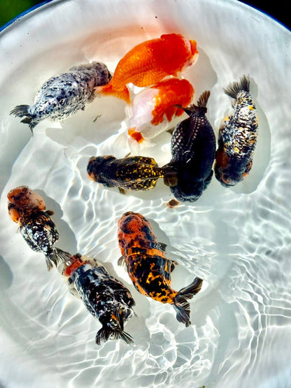 Mix Color Thai Ranchu Goldfish, 2"-3" Body (Our Choice)