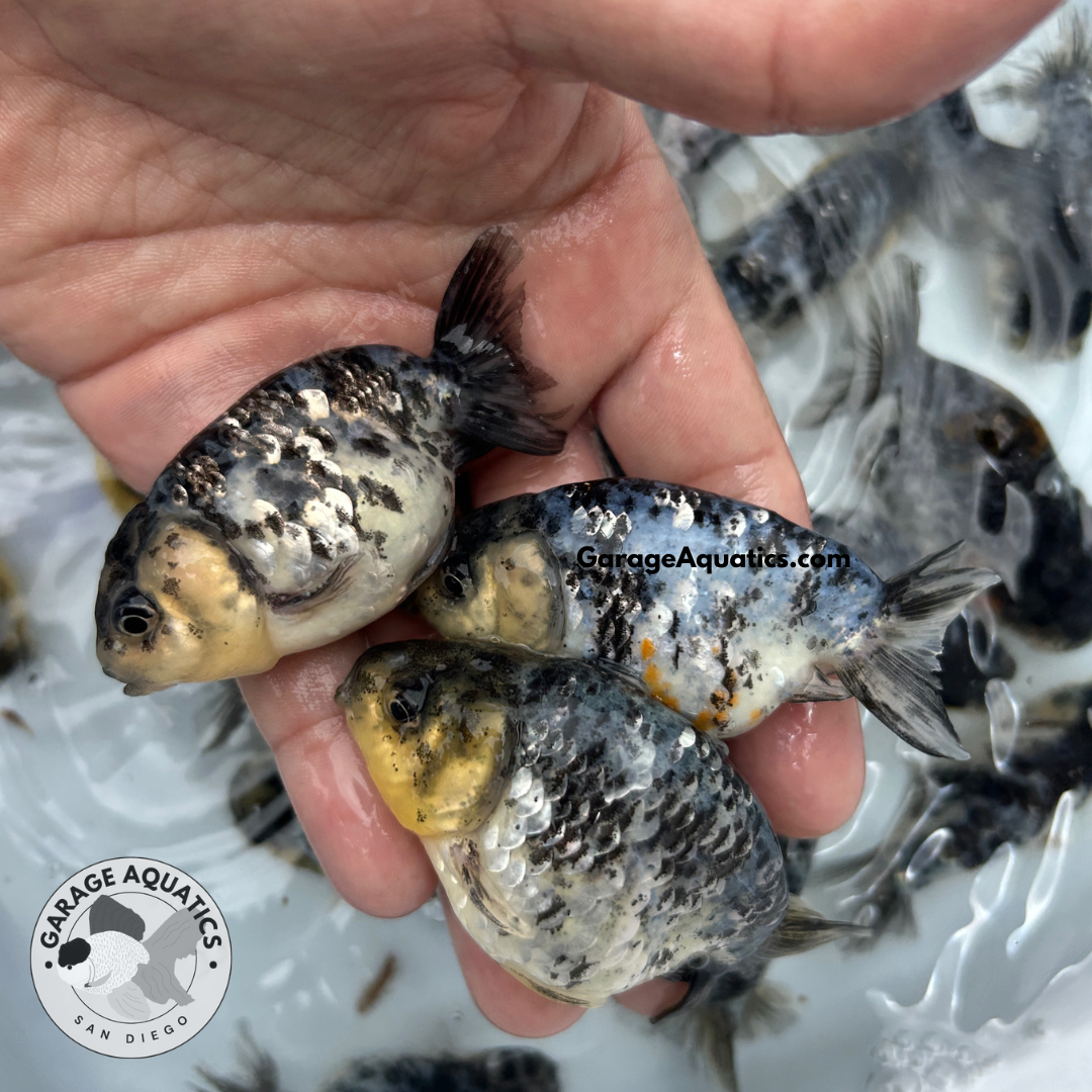 Live Fancy Goldfish Premium Select Our Choice White Tiger / Granite Calico Ranchu – Direct from Farm