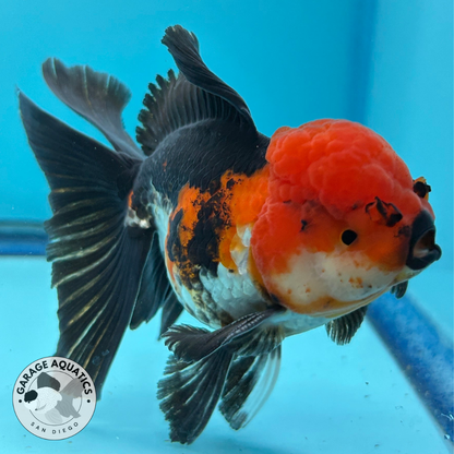 Grade AAA Thai Oranda Tri-Color Lava Head Orchid Strong Body Structure  3.5” Body Male 8 Months (JC-016)