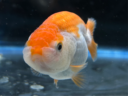 Thai Ranchu Red & White Female 2.5” Body 4 Months(JC-003)