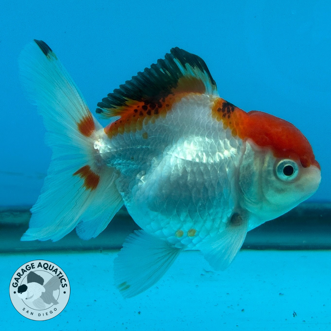 Thai Oranda Tri-Color Red Cap Yuan Bao Short Tail Male 3” Body 7 Months (JC-036)