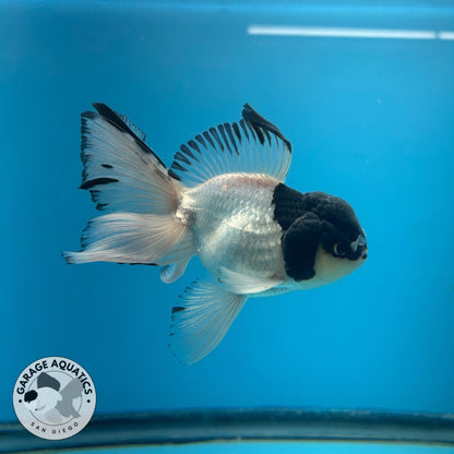 Grade A Thai Oranda Panda Rose Tail Strong Body Structure 3.5” Body Male 8 Months (JC-023)