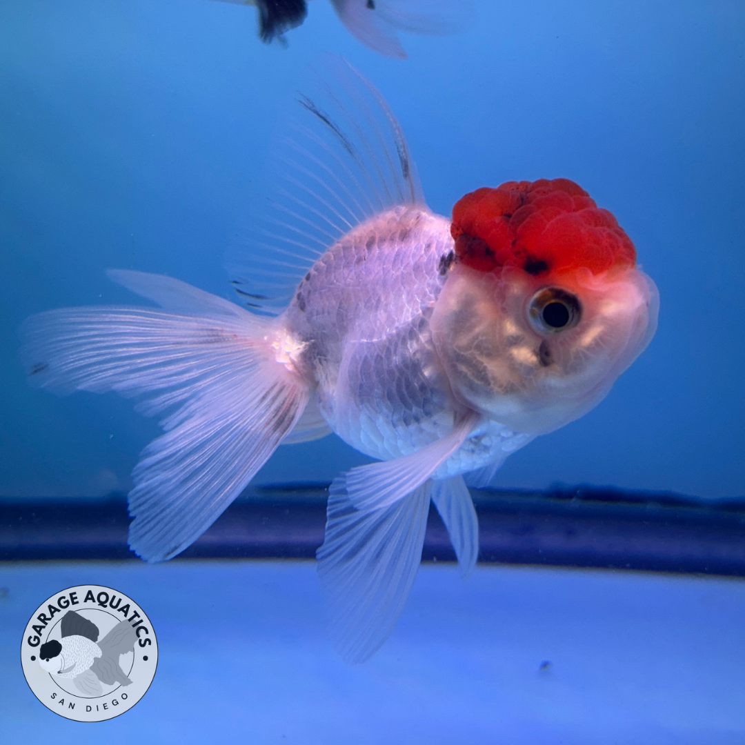 Live Premium Fancy Goldfish Thai Oranda Panda Red Cap White 2” body (JC-094) R1C02