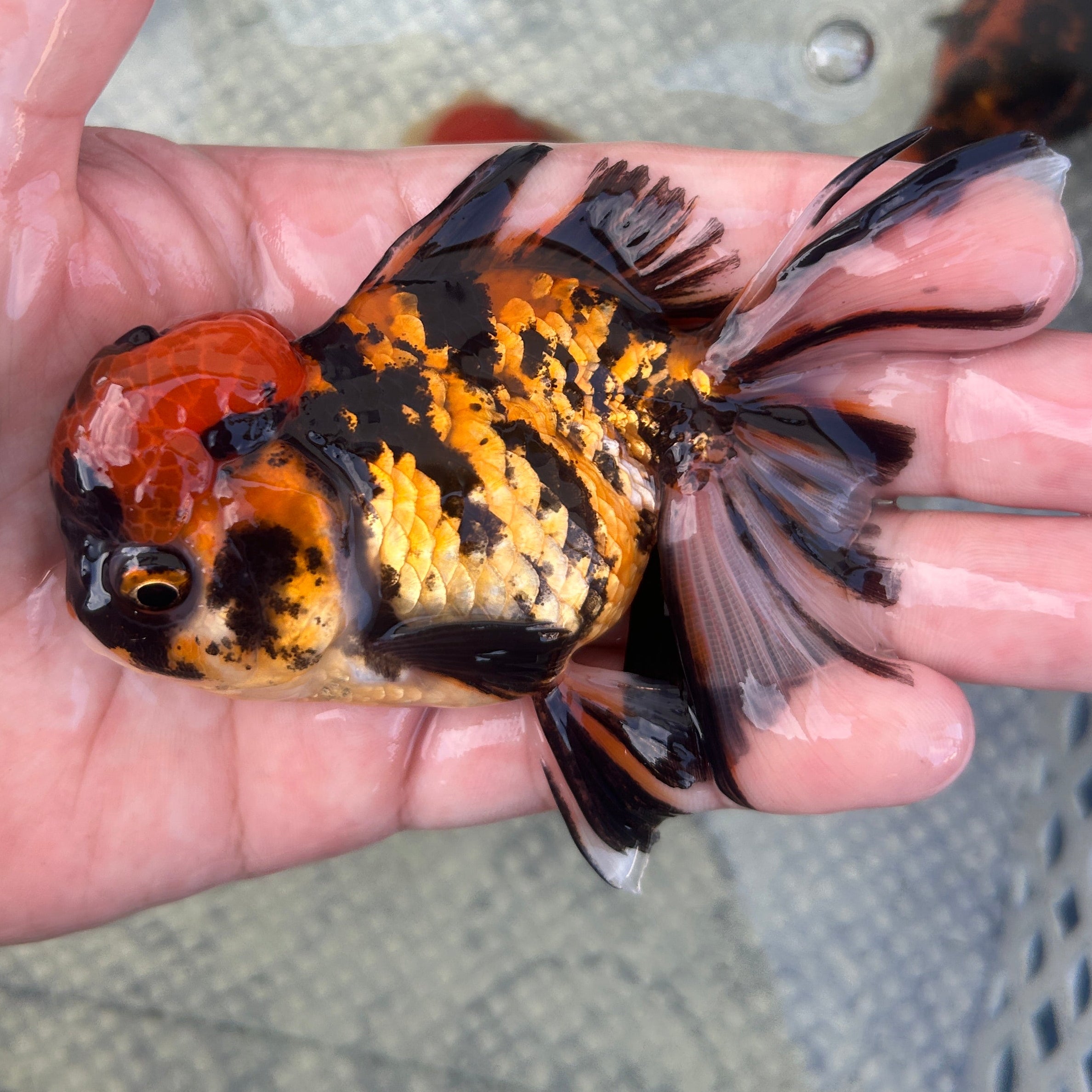 Live Premium Fancy Goldfish Thai Oranda Red Tiger 3.5” body Male 7 Months (JC-146) BlackTub#2