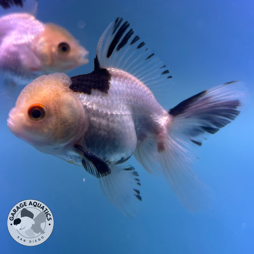 Live Premium Fancy Goldfish Thai Oranda Panda Lemon Head 2” body (JC-093) R1C02