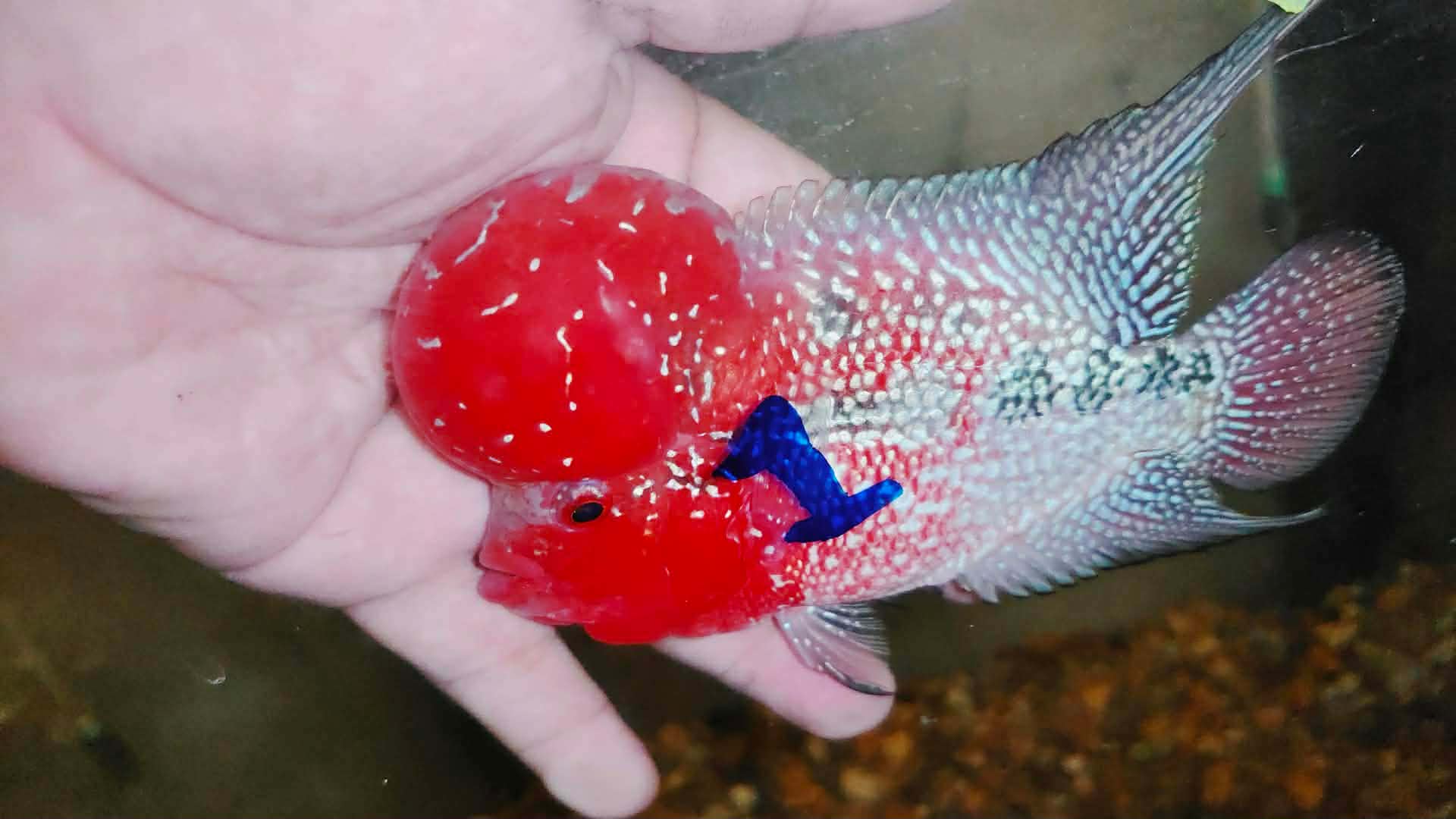Super Red Dragon Flowerhorn MALE 4" inch MONSTER KOK (SRD-025)
