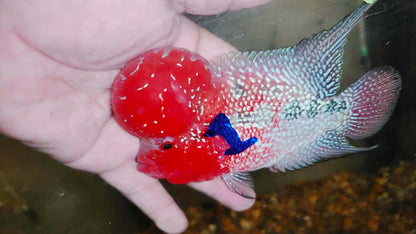 Super Red Dragon Flowerhorn MALE 4" inch MONSTER KOK (SRD-025)
