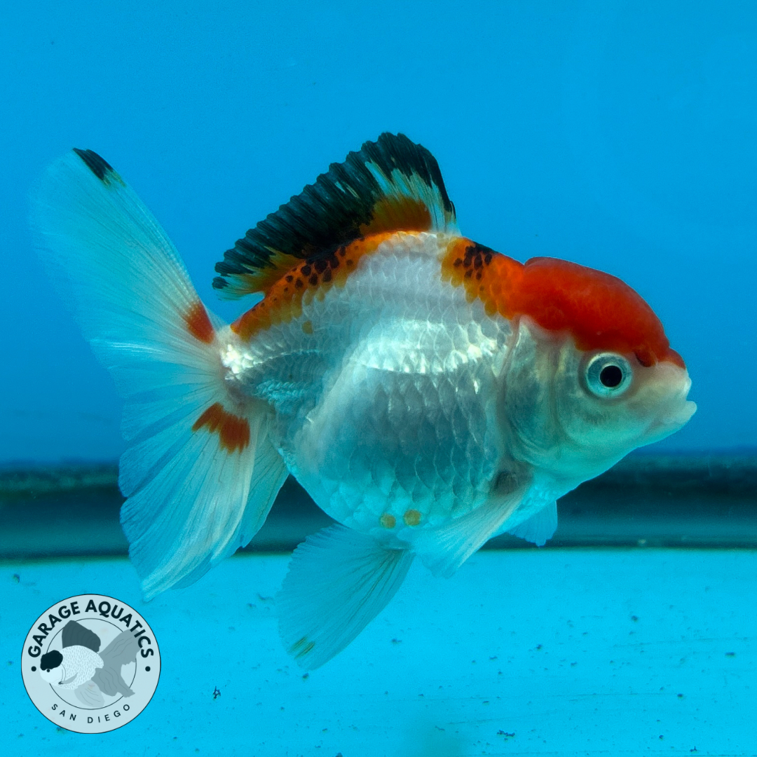 Thai Oranda Tri-Color Red Cap Yuan Bao Short Tail Male 3” Body 7 Months (JC-036)