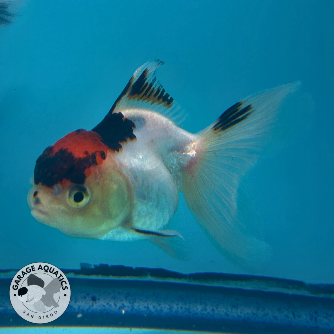Live Premium Fancy Goldfish Thai Oranda Panda Red Cap 2” body (JC-061)