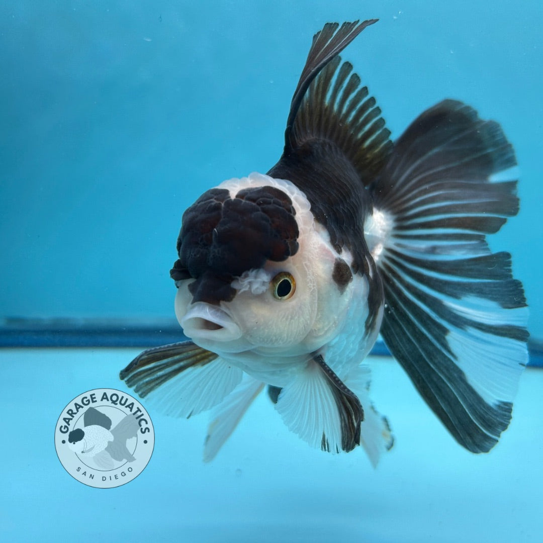 Grade AAA Thai Oranda Panda Rose Tail Strong Body Structure  3.5” Body Male 8 Months (JC-008)