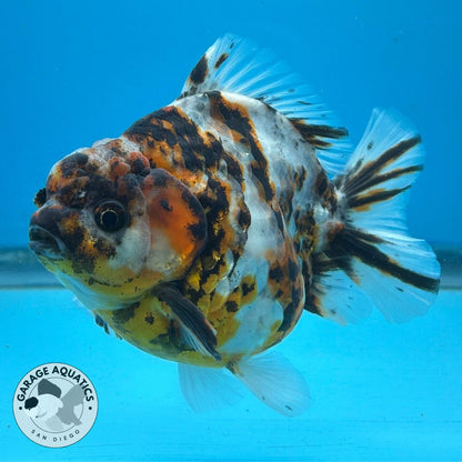 NK Thailand Thai Oranda Short Tail Tiger Calico 4” Body Female  (JC-029) R1C4 (FREE 2 DAY SHIPPING)