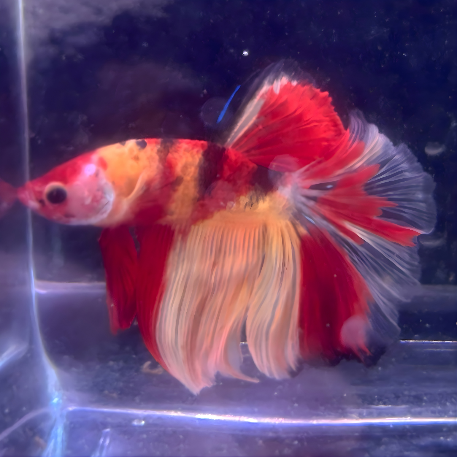 Koi Nemo Halfmoon Male Betta Fish (You pick) JAR#1 GBM-101