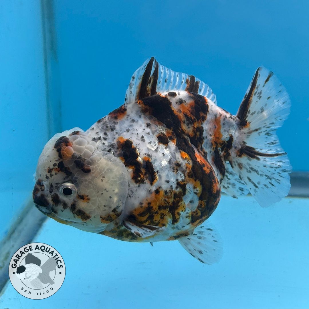 NK Thailand Thai Oranda Short Tail White Tiger Calico 4” Body Male  (JC-030) R1C4 (FREE 2 DAY SHIPPING)