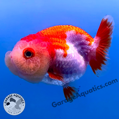 Live Premium Fancy Goldfish Thai Buffalo Ranchu Red & White 3" Body 6 Months (JC-099) R1C03