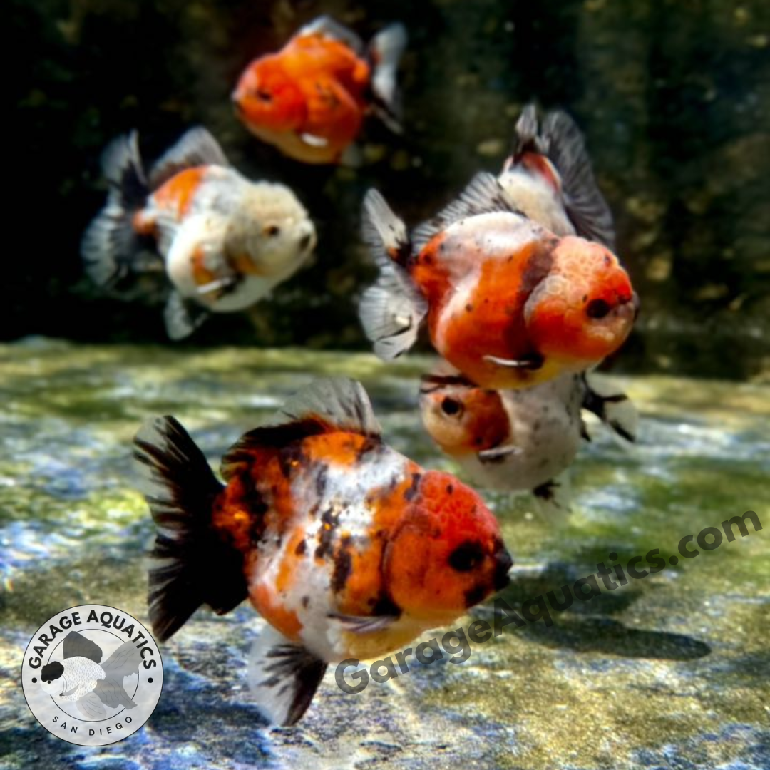 Live Premium Fancy Goldfish Thai Yuanbao Oranda 3" Body Calico Color (Our Choice)