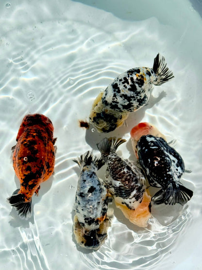 Mix Color Thai Ranchu Goldfish, 2"-3" Body (Our Choice)