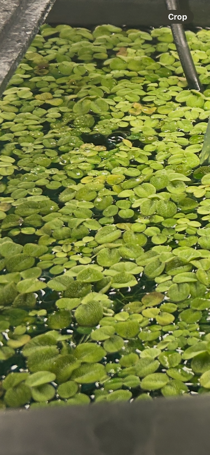 Water Spangles (Salvinia minima) – Live Floating Plant | 2oz Cup