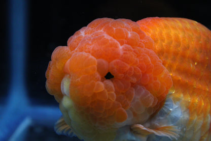 JUMBO/GIANT Thai Ranchu Lucky Red Short Tail 4.5" Strong Body Structure Male 9 Months