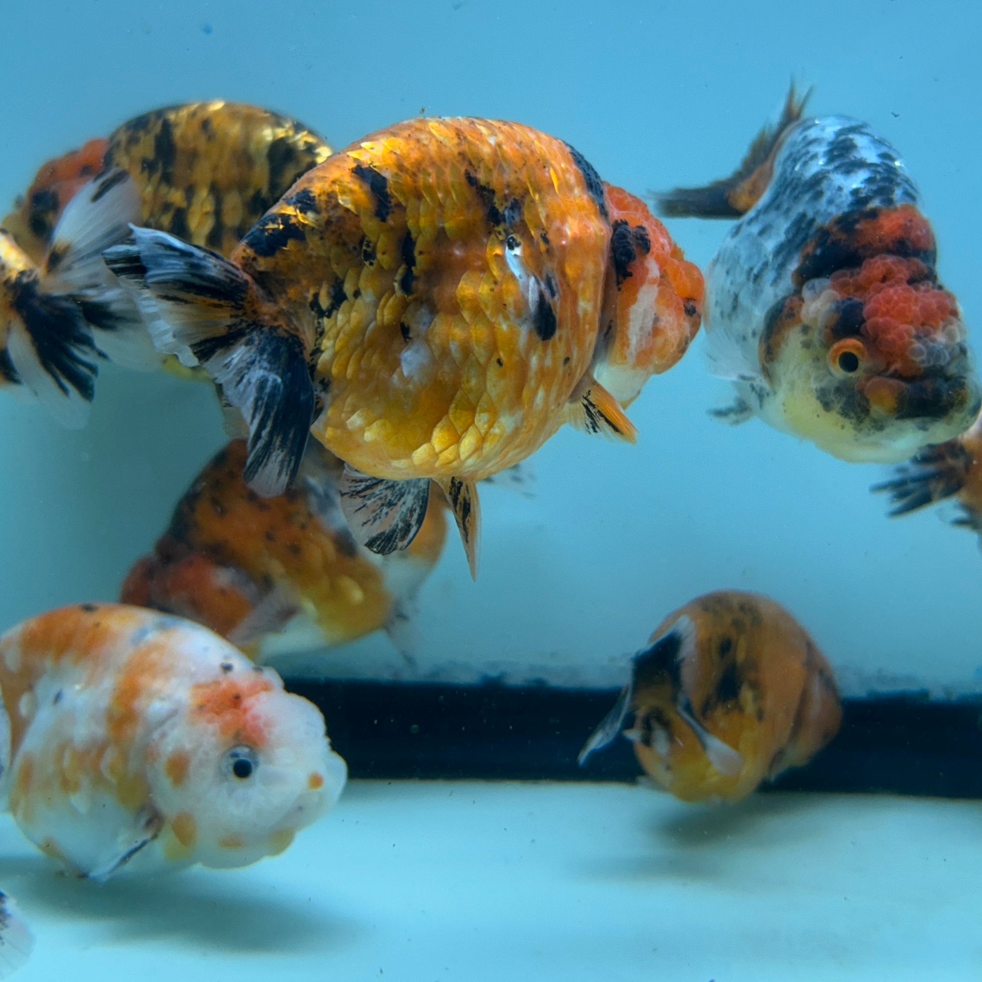 Live Fancy Goldfish Thai Ranchu Tiger Calico 3"-3.5" Body Ready to Ship (OUR CHOICE)