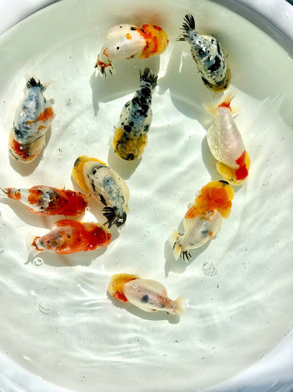 Mix Color Thai Ranchu Goldfish, 2"-3" Body (Our Choice)