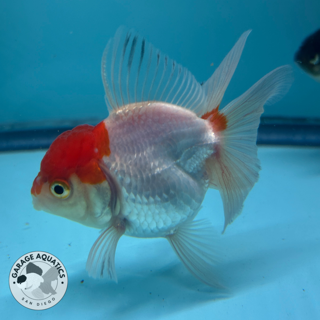 Live Premium Fancy Goldfish Thai Oranda Red Cap 2” body (JC-062)