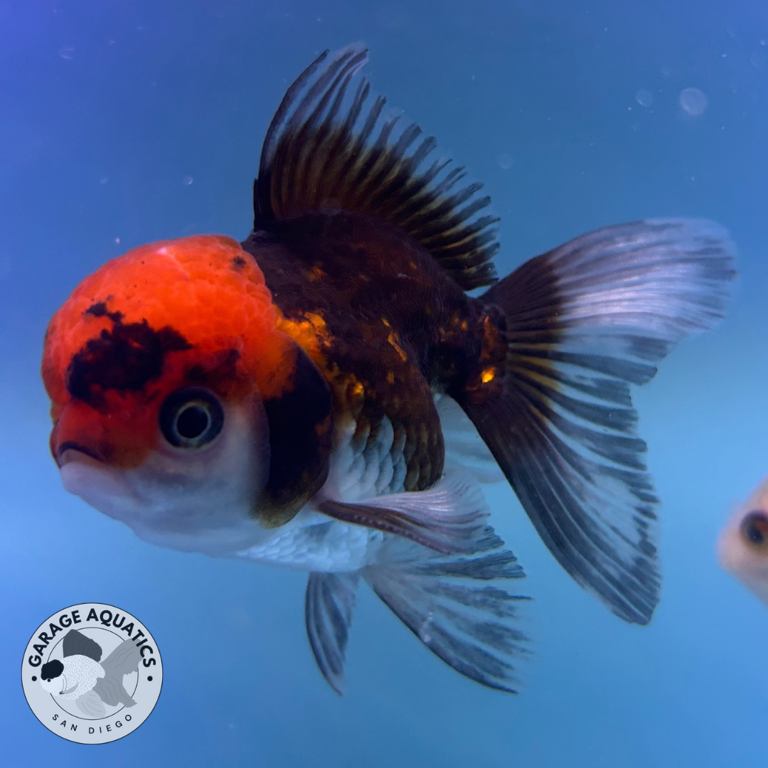Live Premium Fancy Goldfish Thai Oranda Panda Tri-Color 2” body (JC-096) R1C02