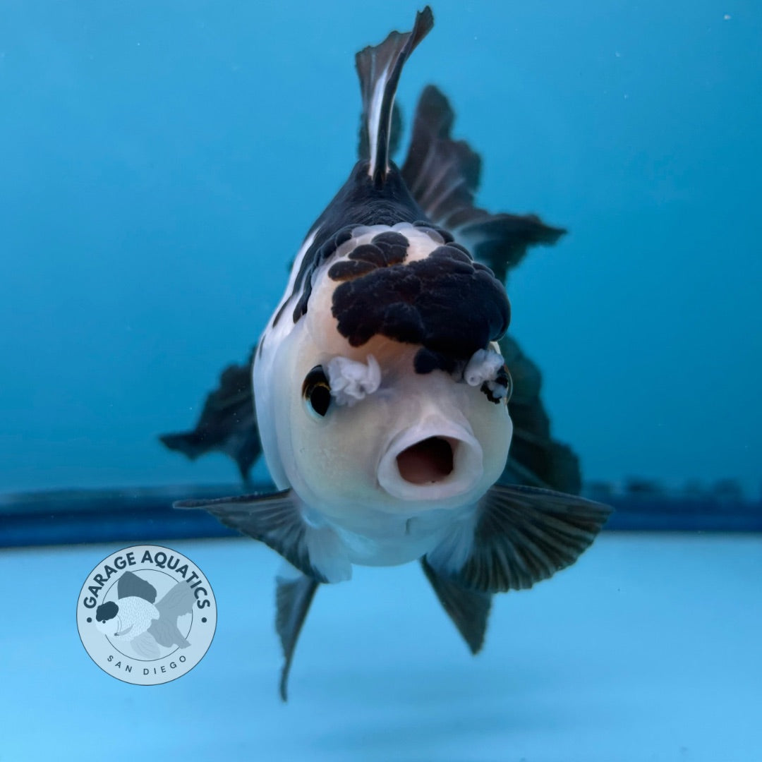 Grade AAA Thai Oranda Panda Rose Tail Strong Body Structure 3.5” Body Male 8 Months (JC-007)