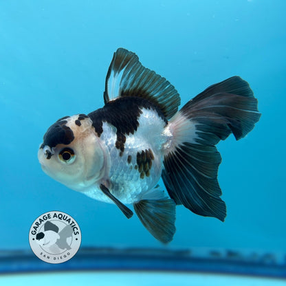 Grade AAA Thai Oranda Panda Rose Tail Strong Body Structure 3.5” Body Male 8 Months (JC-007)