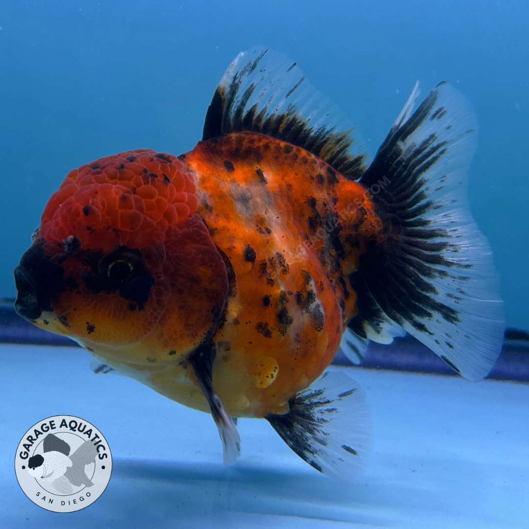 Live Premium Fancy Goldfish Thai Oranda Yuanbao Red Calico 3” body Female (JC-091) R1C03