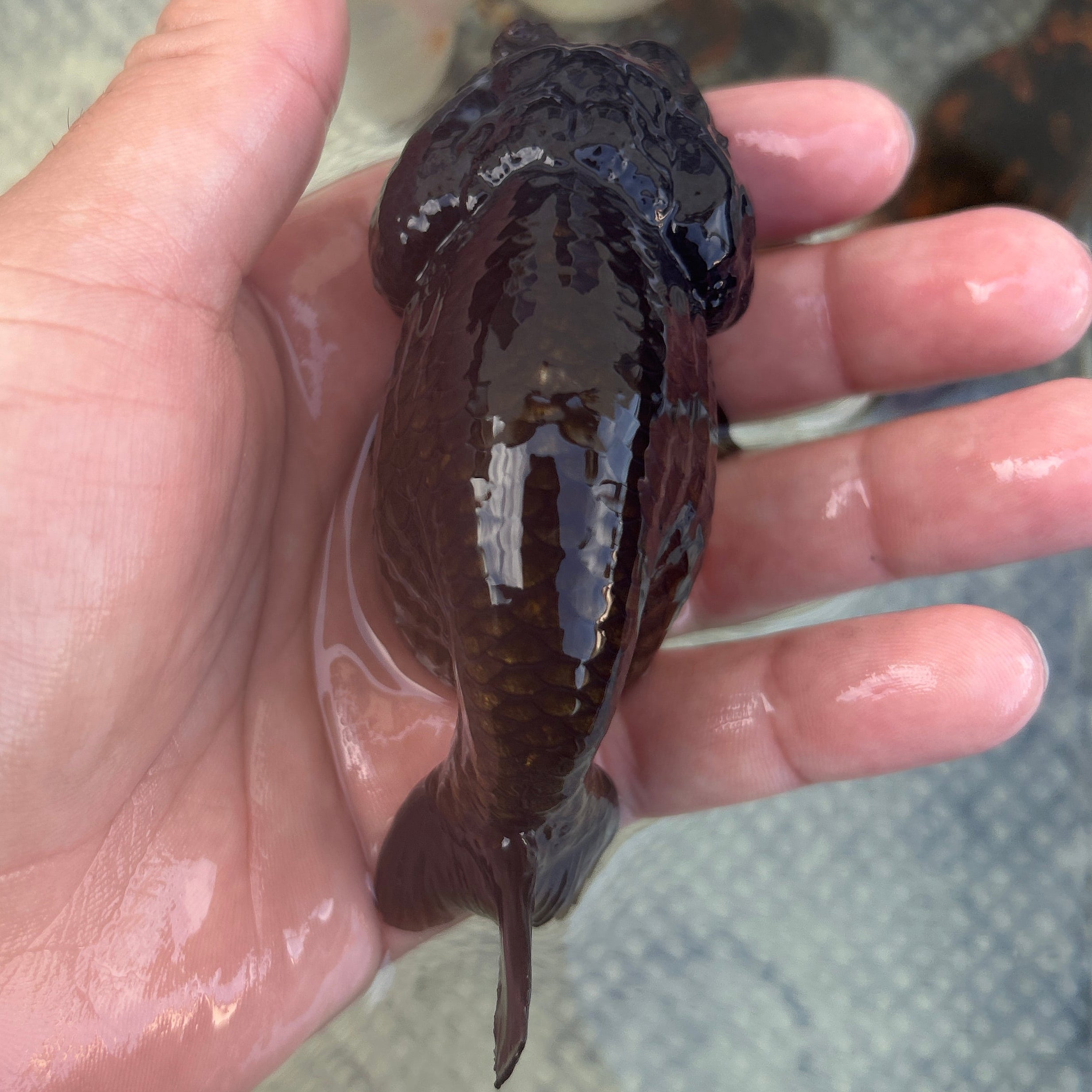 Live Premium Fancy Goldfish Thai Lionchu Black 3.5” body Male 7 Months (JC-145) BlackTub#2