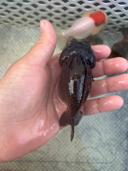 Live Premium Fancy Goldfish Thai Lionchu Black 3.5” body Male 7 Months (JC-145) BlackTub#2