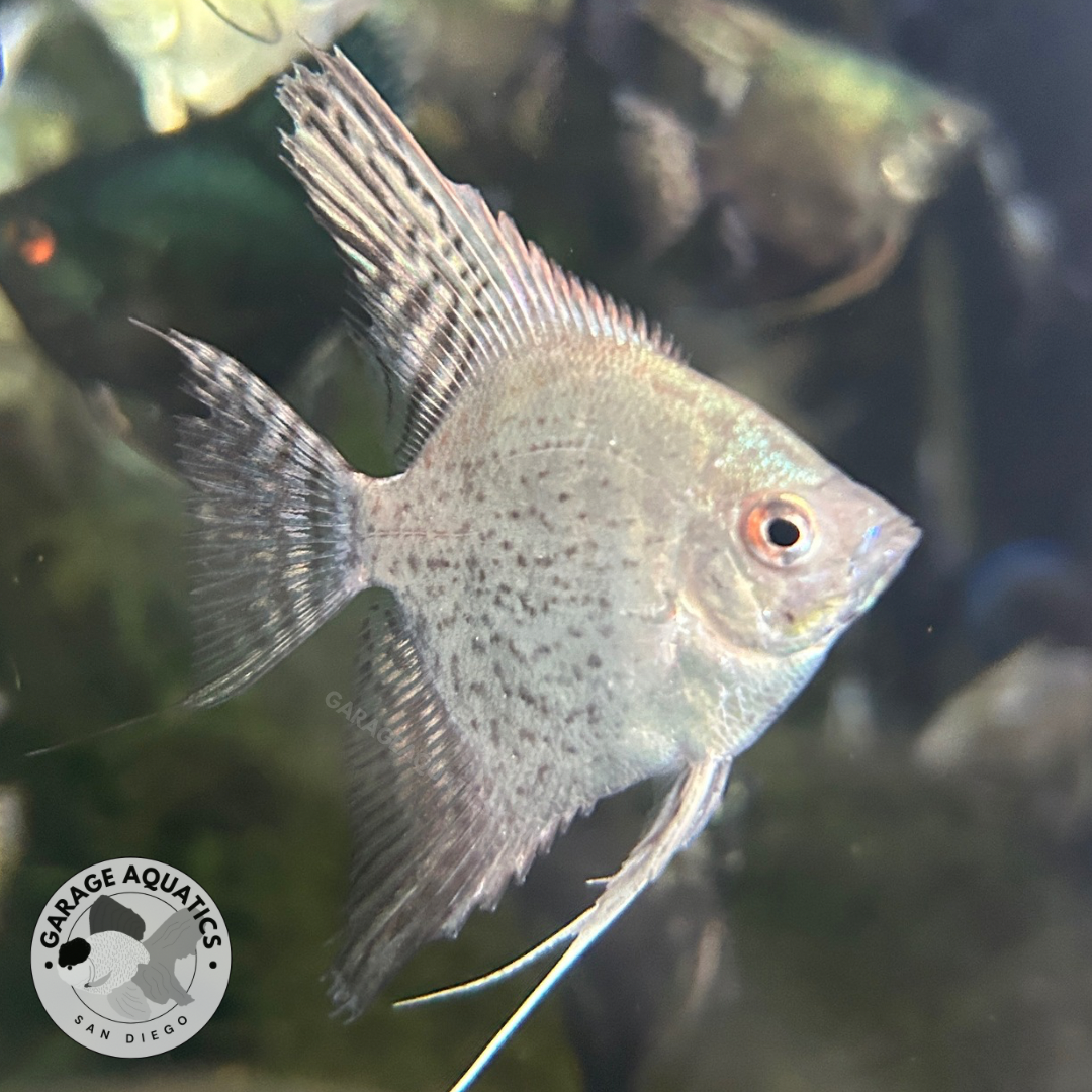 Live Fancy Fish – Pinoy Blue Leopard Angel Fish, Rare Line-Bred Pterophyllum Scalare – Direct From Farm