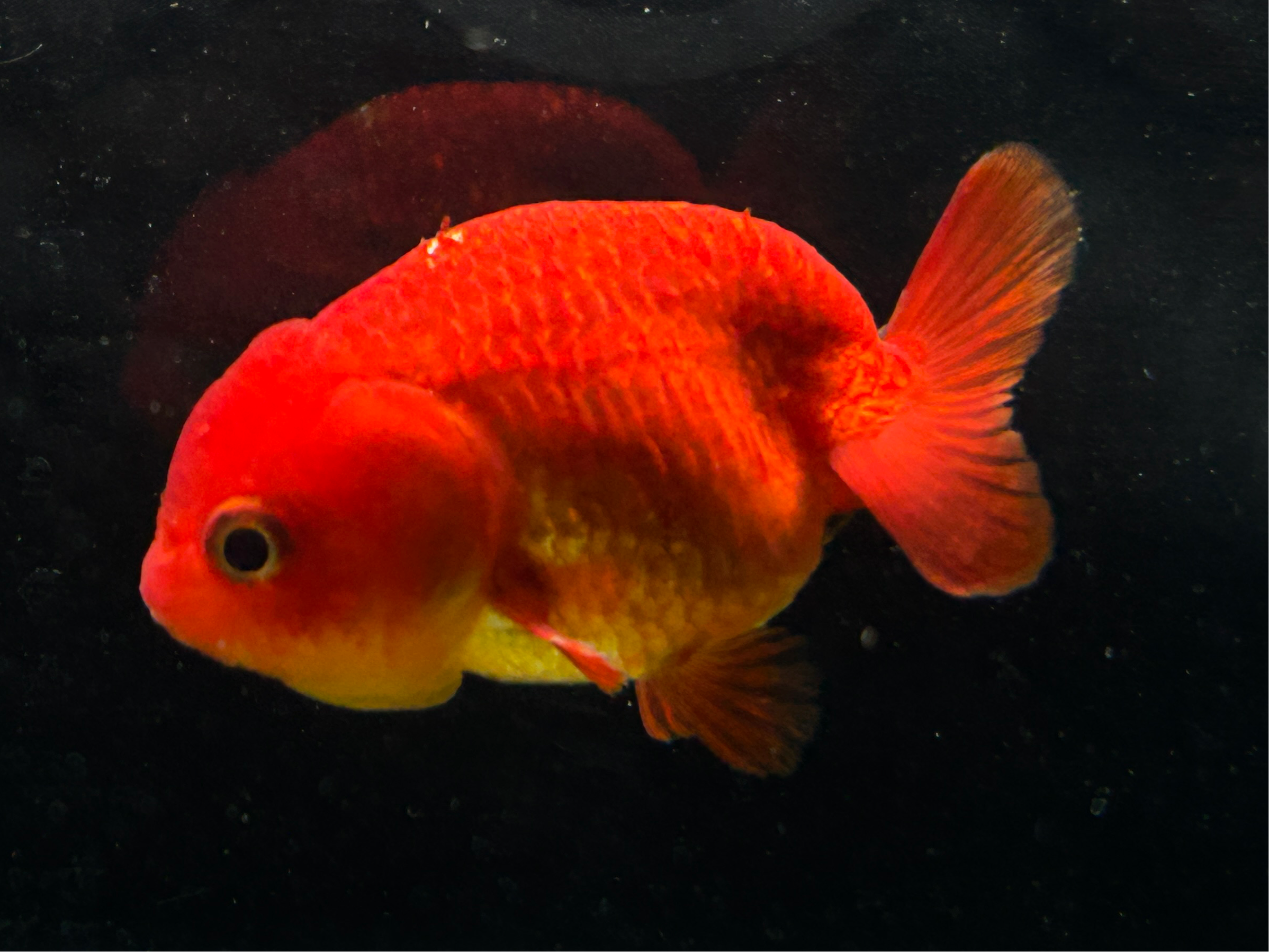 Thai Ranchu Lucky Super Red 2.5" Body 4 Months Female (JC-002)