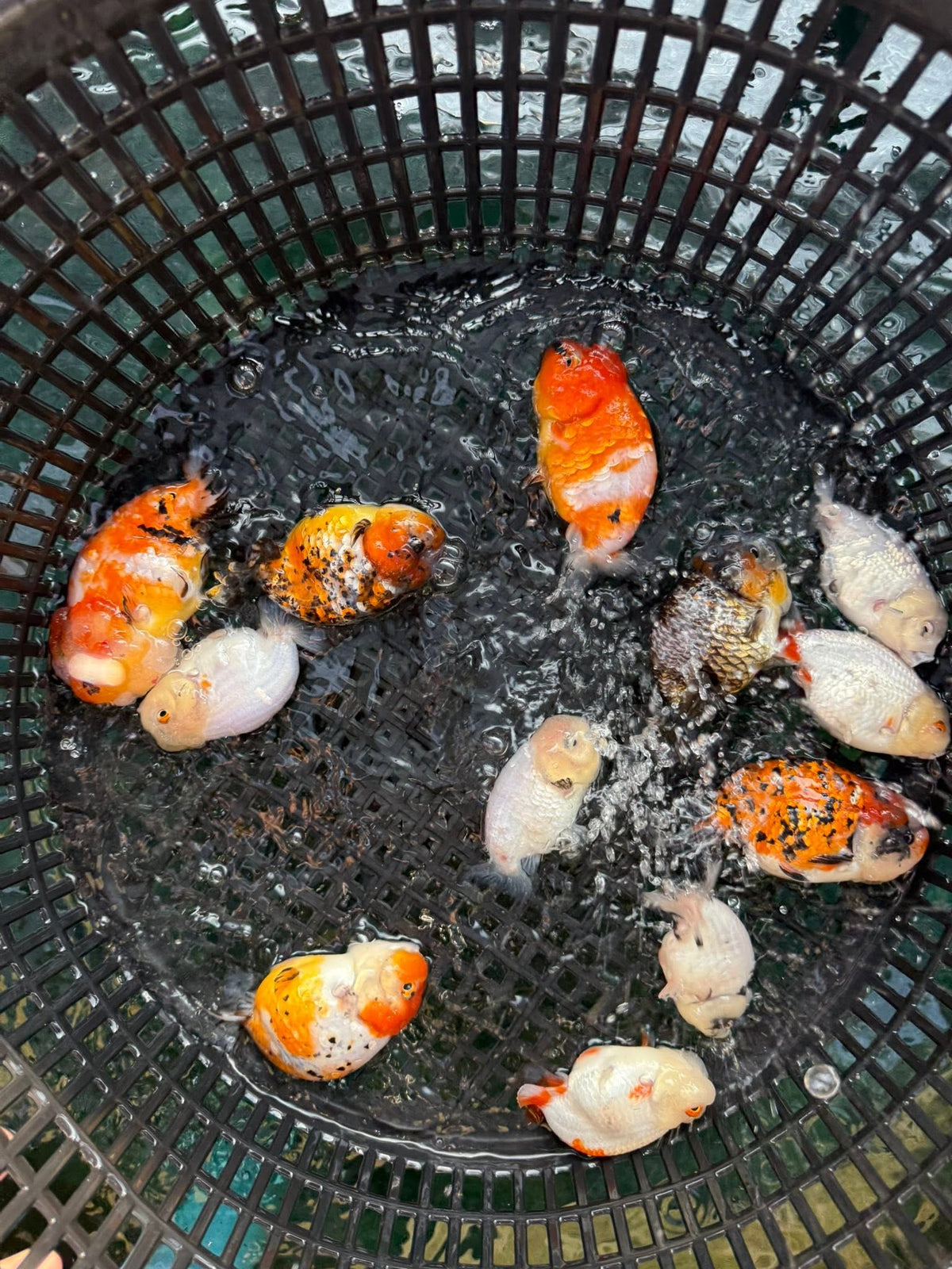 Mix Color Thai Ranchu Goldfish, 2"-3" Body (Our Choice)