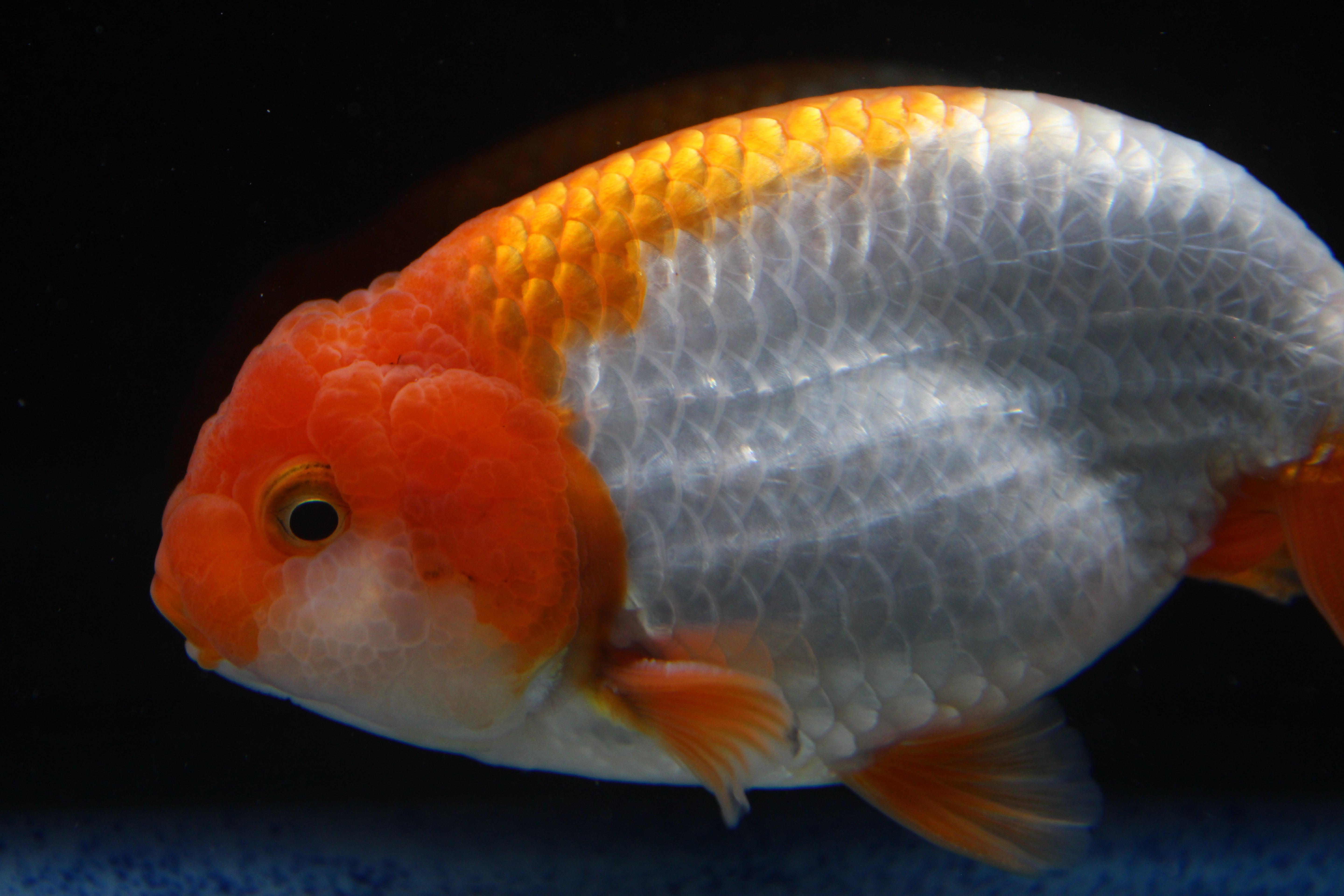 AAA Grade Thai Ranchu Red & White 3.5” Body Male 8 Months (R1002)