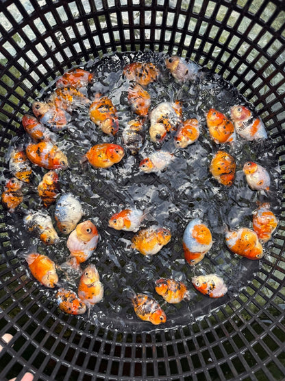 Mix Color Thai Ranchu Goldfish, 2"-3" Body (Our Choice)