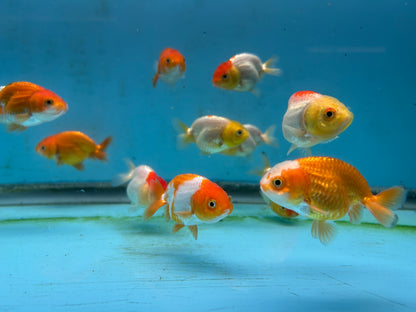 Live Fancy Goldfish Premium Select A Grade Our Choice Mix Color Ranchu 1.5"~2" Inch (JC)