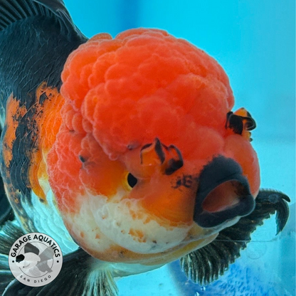 Grade AAA Thai Oranda Tri-Color Lava Head Orchid Strong Body Structure  3.5” Body Male 8 Months (JC-016)