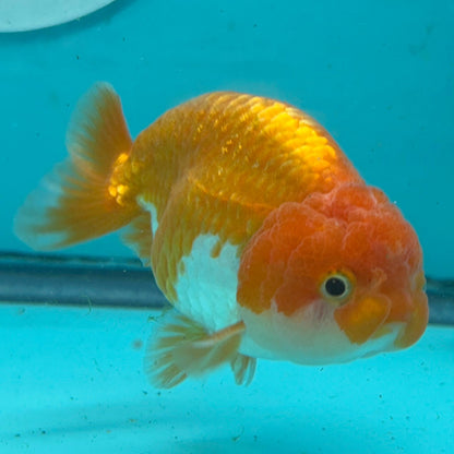 A live orange and white goldfish swimming in a blue-tinted aquarium with an air bubble column and a San Diego logo on the glass.