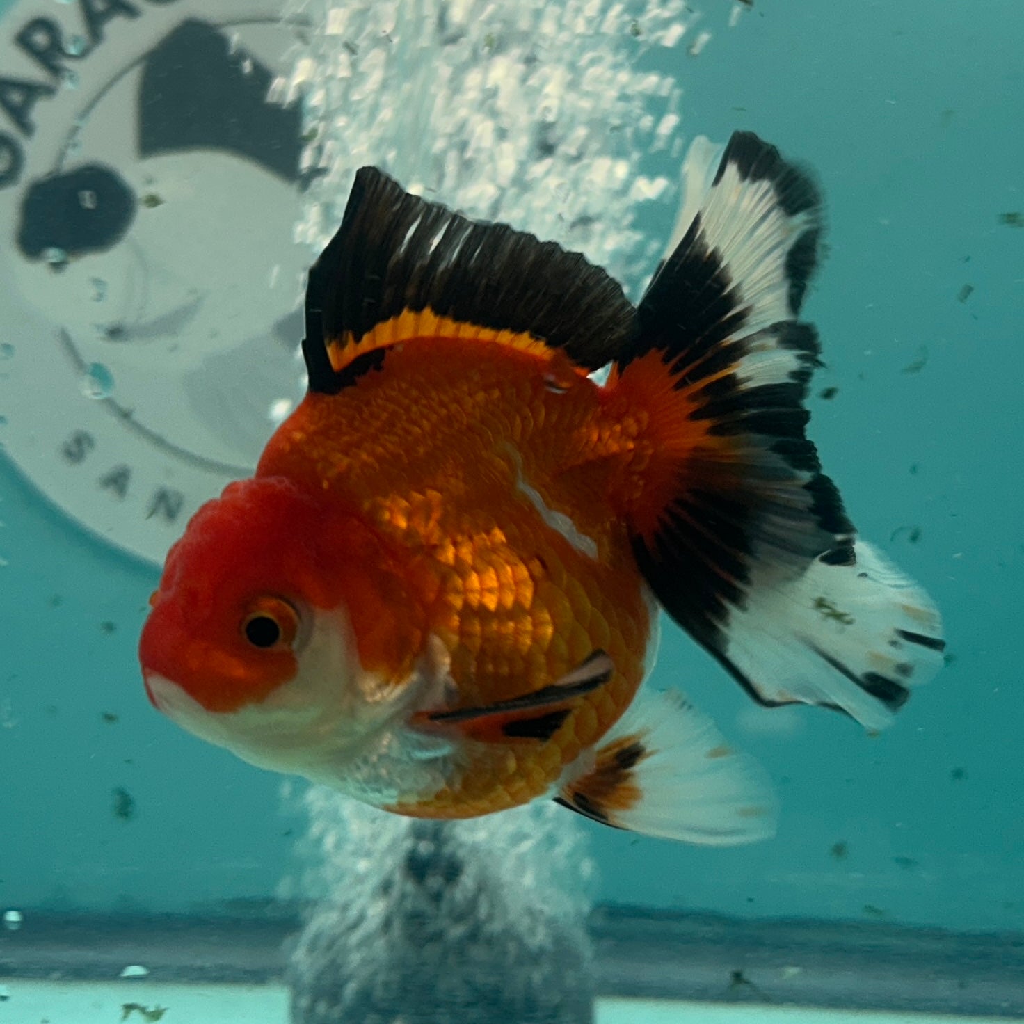 Live Premium Fancy Goldfish Thai Oranda Tri-Color 3" Male Body (SAK-003)