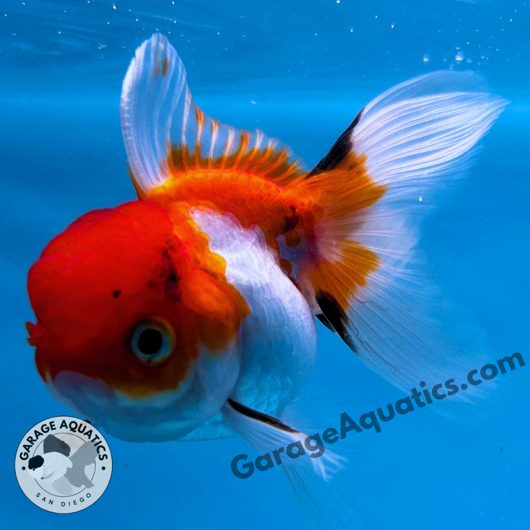 Live Premium Fancy Goldfish Thai Oranda Tri-Color 2" Body 3 Months (JC-106) R1C02
