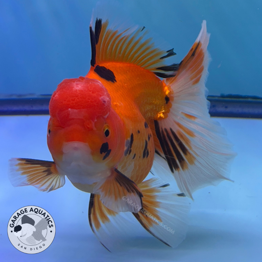 Live Premium Fancy Goldfish Thai Oranda Tri-Color Giant Breed Peacock Orchid Tail Female 4” Body 8 Months (JC-074)