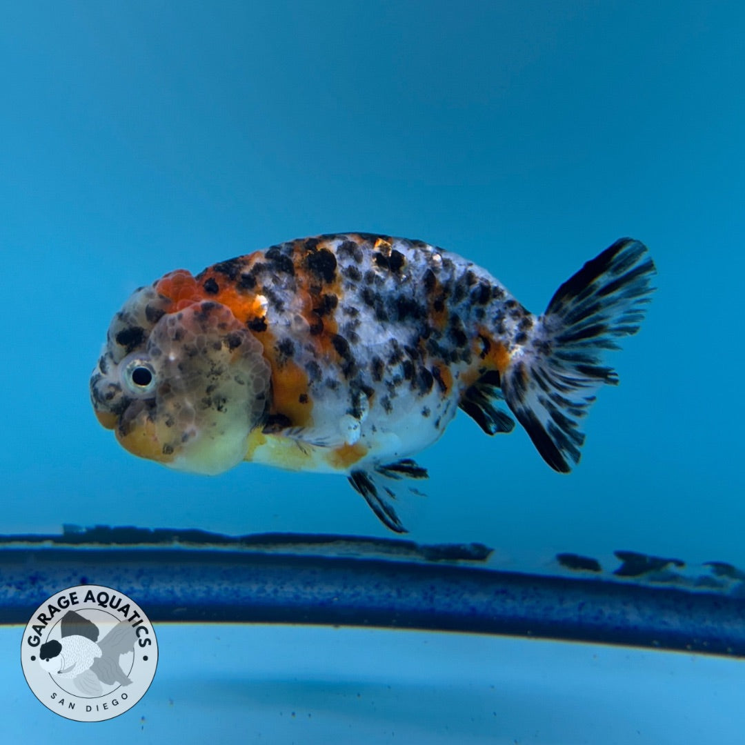 Live Fancy Goldfish Thai Ranchu Calico/Galaxy 3" Body Female 6 Months (C1004)