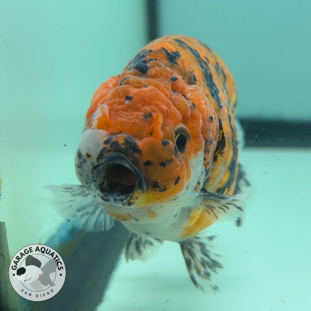 Live Fancy Goldfish Thai Ranchu Tiger Calico 3.5” Body Male 8 Months (JC-033)